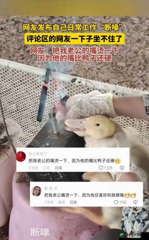 鸭子服务细节引发热议：人与动物的情感边界探索